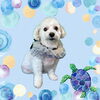 「Dog salon mofu mofu　余市町」