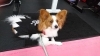 いつも、みんなの練習を応援してるよ！「看板犬のいるお店【ダイエットやストレス発散におススメ！キッズクラスもあります◎】」
