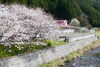ファミリア愛は清流高梁川本流の側です。「花見第二陣ファミリア愛」