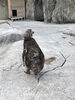 背中の羽毛も抜けています「フンボルトペンギンの換羽が始まりました。」