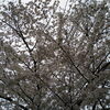 あやめ幼稚園の桜「♡寒空のソメイヨシノ満開♡　★英会話と体操のコラボ教室（堀切、お花茶屋、綾瀬、亀有、小菅）」