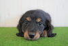 「ミニチュアダックス専門犬舎」