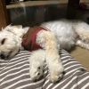 添い寝コース
