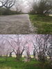 「みちのく三大桜名所「展勝地」に行って来ました！」
