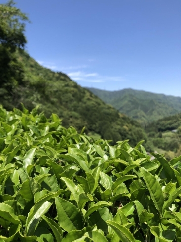 先週末、快晴のよいお天気で、茶摘み日和でした🌱「宿周辺の整備も私の仕事です💪」