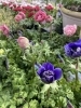 アネモネ:オーロラ「入荷日」