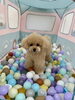 ハッピーちゃん「ましゅまろ幼稚園🐾」