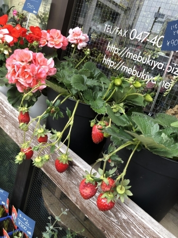 春の鉢花 入荷しました 船橋のお花屋さん フラワーギフトが人気 芽ぶき屋 船橋店のニュース まいぷれ 船橋市 春の鉢花 入荷しました 船橋のお花屋さん フラワーギフトが人気 芽ぶき屋 船橋店のニュース まいぷれ 船橋市