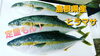 【定置もん！】島根県産 ヒラマサ「○本日のお刺身○【釣りもん！】レンコダイ【定置もん！】島根県産ヒラマサ」