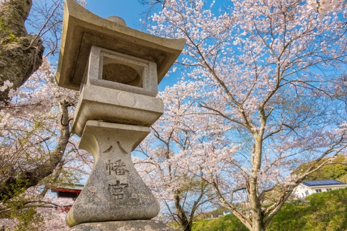 西幡豆・八幡宮の桜