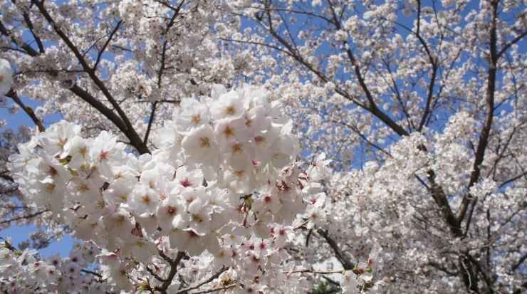 「豊橋公園の桜満開(^^)/」