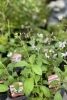 「入荷のお知らせ★ガーデンはなぞの」
