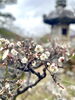 「本日の境内の様子です」