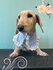 「Dog salon mofu mofu　余市町」