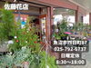 「お花で暮らしに彩りを！魚沼市の佐藤花店さん、季節のお花たくさん入荷しています。」