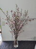 「【泉佐野市、貝塚市、熊取町、日根野】でお住まいの方で桜をプレゼントしたい方、お花見がしたい方にオススメの花屋りっちゅ情報」