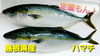 「○本日のお刺身○【島根県産】天然タイ【しまね定置もん！】ハマチ」