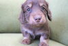 「ミニチュアダックス子犬情報」