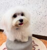 雪くん♡「本日のわんちゃんたち🐶」