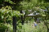 自然にあふれる山野草公園「自然の魅力がギュッと詰まった山野草公園」
