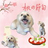 「Dog salon mofu mofu　余市町」