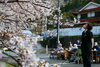枝の先これから咲くのかな？「花見第一陣」
