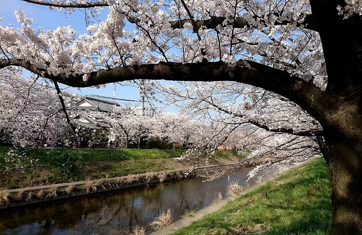 地蔵川堤防 松新町付近 地元でお花見するならココ 春におススメの春日井市さくら特集 まいぷれ 春日井市 地蔵川堤防 松新町付近 地元でお花見するならココ 春におススメの春日井市さくら特集 まいぷれ 春日井市