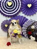 ココちゃん「2026 わんことお正月🎍」