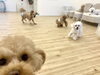 わ〜い「ましゅまろ幼稚園🐾」