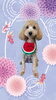 「Dog salon mofu mofu　余市町」