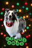 「Dog salon mofu mofu　余市町」