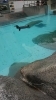 プールに羽が浮いてます「ペンギンの衣替え」