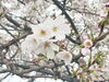 さくら「茂原住宅公園では『土地探しからの家づくり』を応援しています🏠✨【ショッピングプラザアスモの隣りにある外房エリア唯一の総合住宅展示場】」
