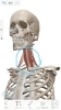 「慢性腰痛解消のための、簡単にできるセルフケア方法～その4～【腰痛・坐骨神経痛・整体・那須塩原・大田原】」