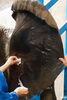 ②アフリカゾウ・砥愛の採血「採血はどこから？」
