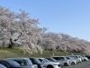 宮川堤「宮川堤の桜」