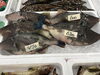「特大イシダイが入荷しました！」