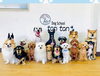 躾が出来るとこのように並んでお座り出来るように「明石市田町【Dog School tantan】さんで ドッグトレーナー正社員募集‼️」