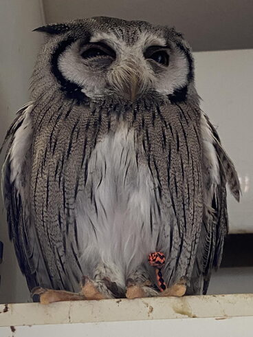 エアコンを独占してます😊 賢いですね「メンフクロウヒナちゃん」