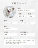 「【完全予約制】SAYAMAKOわんにゃん譲渡会2026.6.6㈯ 参加犬紹介⑧チワワ MIX　 埼玉/所沢・入間・狭山・川越・飯能 　東京/東大和・武蔵村山・東村山・東久留米・小平・立川」