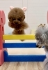 綺羅くんウサギになってジャンプ💨　笑「ましゅまろ幼稚園🐾」