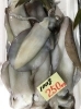 「魚魚市場鮮魚コーナーおすすめは「金目鯛・カンパチ」です♪」