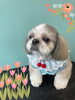 「Dog salon mofu mofu 余市町」