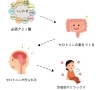 「セロトニンは、どうやって作られる？」