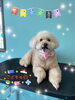 「可愛い子ちゃん♡ Dog salon mofu mofu余市町」