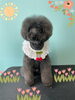 「Dog salon mofu mofu 余市町」