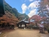 「【西条市丹原町】西山興隆寺の紅葉！（2022年11月15日撮影）」