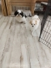 マイペースなくうちゃんとふらんちゃん「hapipapi便り（ダイゴペットクリニック日進　仔犬の保育園より）」