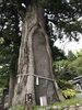 立派な杉の木「昨日はお休みを頂きドライブへ」