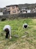 安芸高田市の山奥にて摘みました❗️「ヨモギ団子」